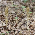 Bird's Nest Orchid (Neottia nidus-avis) Alan Prowse